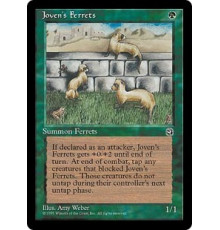 Joven's Ferrets